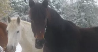 Caval'Orée