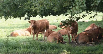 Vaches Limousines Vaches Limousines