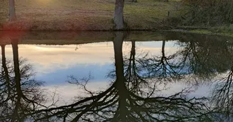 Pond Silhouette