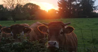 Limousin cows