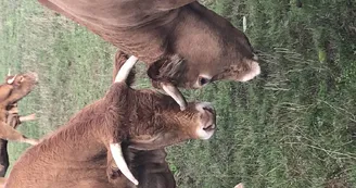 Limousin cows