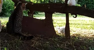Le Chat et le Poussin se rencontrent_34