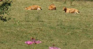 Les vaches limousines _15 Les vaches limousines _15