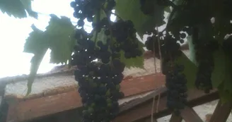 La vigne de 100 ans du grand père_14 La vigne de 100 ans du grand père_14