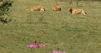 Les vaches limousines _15 Les vaches limousines _15