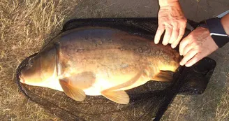 Gîte de Chasseneuil en Haute-Vienne (Limousin en Nouvelle Aquitaine) - Belle prise (12kg) d'un carpiste Nantais en Juillet 2013 à l'étang Rocher_17 Gîte de Chasseneuil en Haute-Vienne (Limousin en Nouvelle Aquitaine) - Belle prise (12kg) d'un carpiste Nantais en Juillet 2013 à l'étang Rocher_17