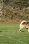 Activités en chiens de traîneau_1